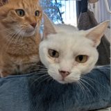 １月の追加のお知らせ