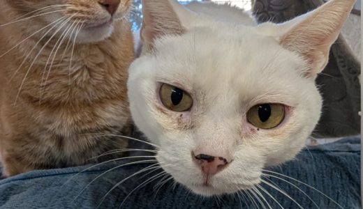 １月の追加のお知らせ