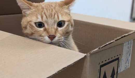 ３月のお知らせと、ノミ・マダニ・フィラリア予防についてのお知らせ。